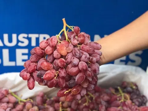 Cơ hội mua nho Nho tươi Australia với giá khuyến mãi