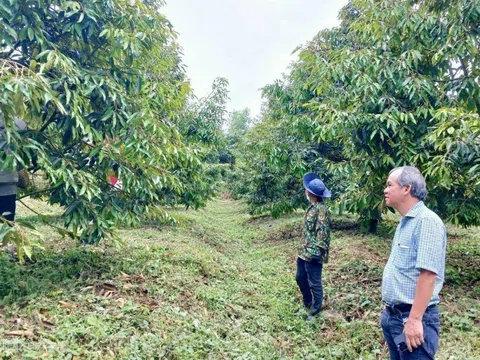 Hoàng Anh Gia Lai (HAG): Hàng chục đoàn thương lái hỏi mua sầu riêng mỗi ngày, sản lượng năm nay tăng vọt