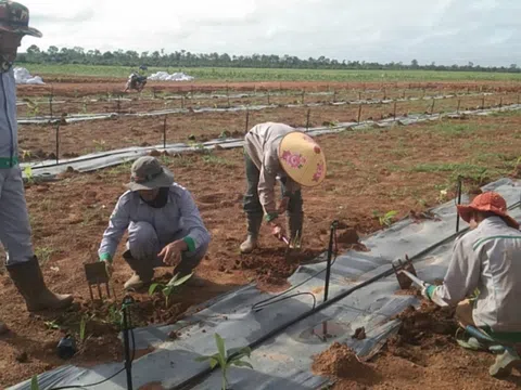 THACO AGRI thu hút chuyên gia nước ngoài đến làm việc