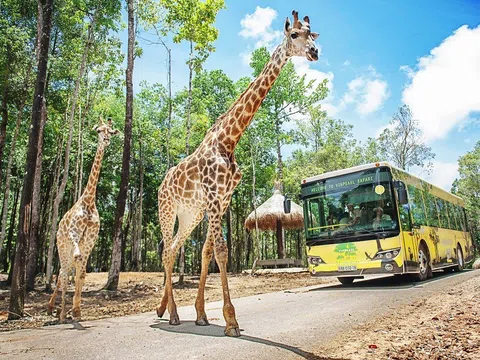 Vinpearl Safari Phú Quốc lọt top đầu vườn thú và thủy cung tại Châu Á